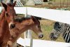 Racing Stripes picture