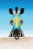 Racing Stripes picture