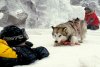 Eight Below picture