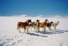 Eight Below picture