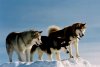 Eight Below picture