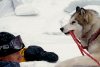 Eight Below picture