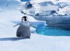 Happy Feet picture