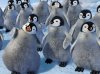 Happy Feet picture