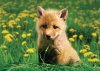 Helen The Baby Fox picture