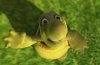 Over the Hedge picture