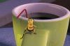 Bee Movie picture