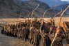 Mongol picture