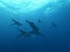 Sea Monsters: A Prehistoric Adventure picture