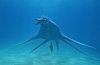 Sea Monsters: A Prehistoric Adventure picture