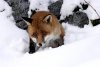 The Fox & The Child picture