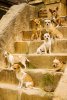 Beverly Hills Chihuahua picture