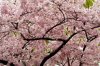 Cherry Blossoms picture