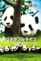 Panda Diary