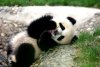 Panda Diary picture