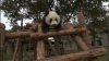 Panda Diary picture