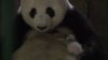 Panda Diary picture