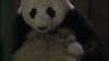 Panda Diary picture