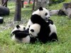 Panda Diary picture