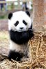 Panda Diary picture