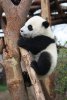 Panda Diary picture