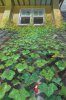 Arrietty picture