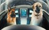 Cats & Dogs: The Revenge of Kitty Galore picture