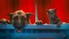Cats & Dogs: The Revenge of Kitty Galore picture