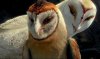 Legend of the Guardians: The Owls of Ga'Hoole picture