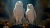 Legend of the Guardians: The Owls of Ga'Hoole picture