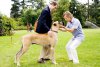 Marmaduke picture