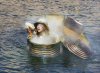 The Extraordinary Adventures of Adele Blanc-Sec picture