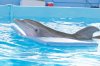 Dolphin Tale picture