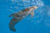 Dolphin Tale picture