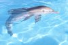 Dolphin Tale picture