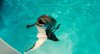 Dolphin Tale picture