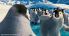 Happy Feet Two picture