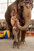 Water for Elephants picture