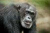 Chimpanzee picture