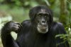 Chimpanzee picture