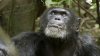 Chimpanzee picture