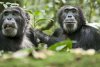 Chimpanzee picture