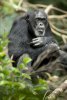 Chimpanzee picture