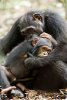 Chimpanzee picture