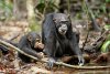 Chimpanzee picture