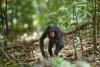 Chimpanzee picture