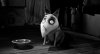 Frankenweenie picture