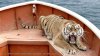 Life of Pi picture