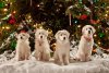 Santa Paws 2: The Santa Pups picture