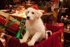 Santa Paws 2: The Santa Pups picture